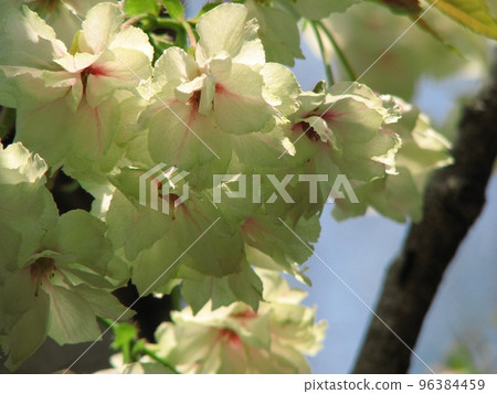 綠色櫻花 綠色櫻花 96384459