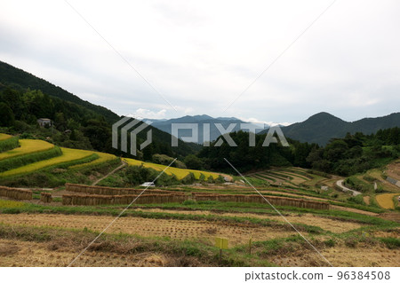 梯田收割水稻的風景 96384508