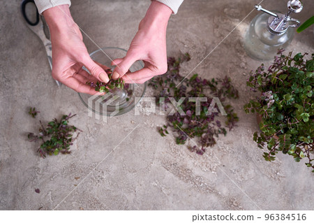 house gardening - Woman taking care of Callisia repens plant in a pot at home 96384516