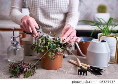 house gardening - Woman taking care of Callisia repens plant in a pot at home house gardening - Woman taking care of Callisia repens plant in a pot at home 96384537