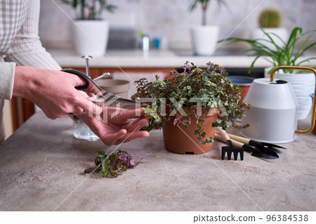 house gardening - Woman taking care of Callisia repens plant in a pot at home house gardening - Woman taking care of Callisia repens plant in a pot at home 96384538