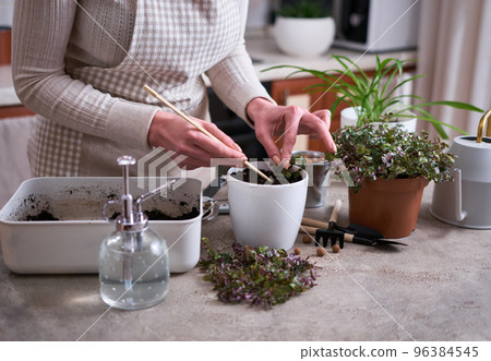 house gardening - Woman planting Callisia repens plant in a pot at home 96384545