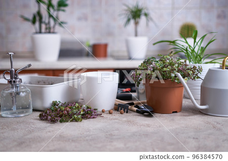 house gardening - Callisia repens in a pot at home house gardening - Callisia repens in a pot at home 96384570