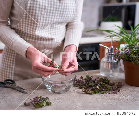 house gardening - Woman taking care of Callisia repens plant in a pot at home house gardening - Woman taking care of Callisia repens plant in a pot at home 96384572