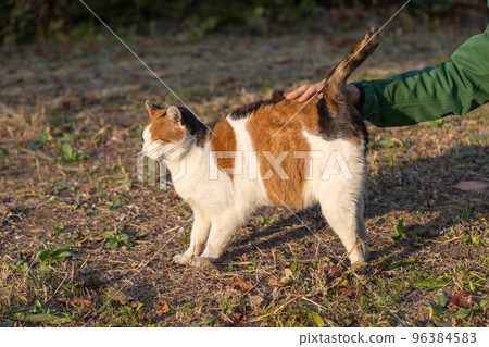 friendly calico cat friendly calico cat 96384583