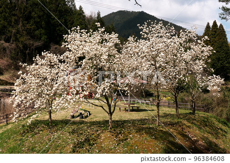 Magnolias in full bloom around the park Magnolias in full bloom around the park 96384608