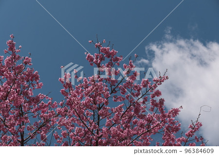 Pink cherry blossoms in full bloom Pink cherry blossoms in full bloom 96384609