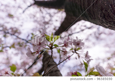 櫻花盛開的辰巳東公園 櫻花盛開的辰巳東公園 96385030