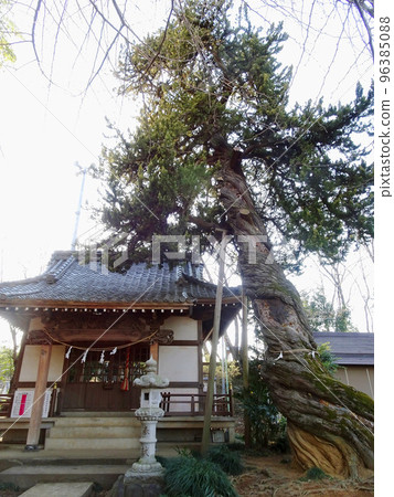 Large twisted "Juniper of the West" [Natural monument designated by the prefecture] / Isonokami Shrine / Saka, Saitama Prefecture Sakado City, Saitama Prefecture 96385088