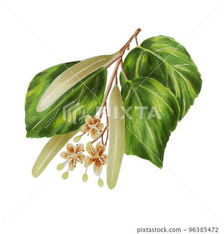 Watercolor linden flowers isolated illustration on background. 96385472