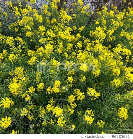 Rape blossoms on the whole surface 96385651
