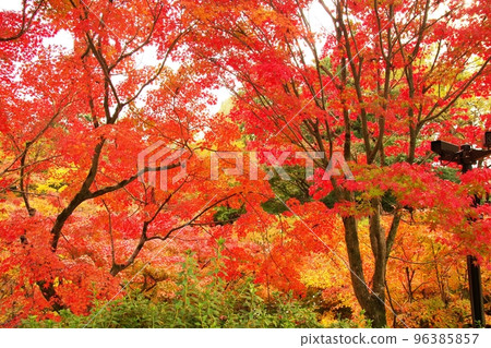 Autumn leaves of Kyoto Tofukuji 96385857
