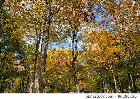 秋葉 - Okuetsu 和 Kuzuryu 96386186