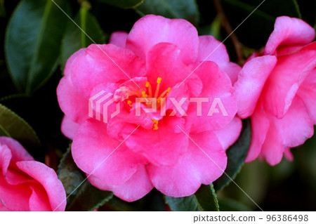 茶花 茶花 96386498