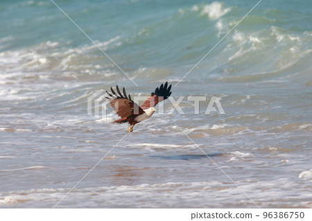 Eagle attacking prey on the seashore Eagle attacking prey on the seashore 96386750