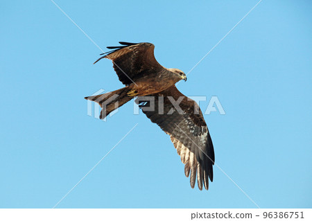 Eagle Flying in Clear Blue Sky Eagle Flying in Clear Blue Sky 96386751