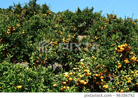 Picking oranges Picking oranges 96386792