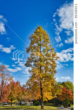 Autumn Leaves - Municipal Museum of Art 96386911