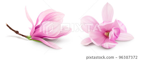 Pink magnolia flower isolated on white background with full depth of field Pink magnolia flower isolated on white background with full depth of field 96387372
