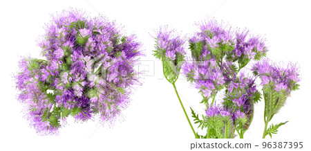 Phacelia flower isolated on white background with full depth of field. Top view. Flat lay Phacelia flower isolated on white background with full depth of field. Top view. Flat lay 96387395