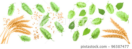 hop cones with ears of wheat isolated on white background close-up. Top view. Flat lay pattern 96387477