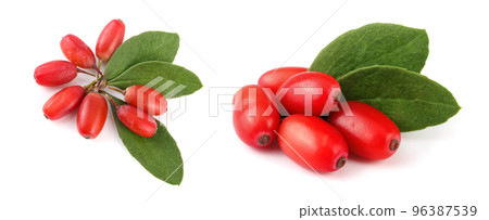 fresh barberry with leaves isolated on a white background. top view fresh barberry with leaves isolated on a white background. top view 96387539