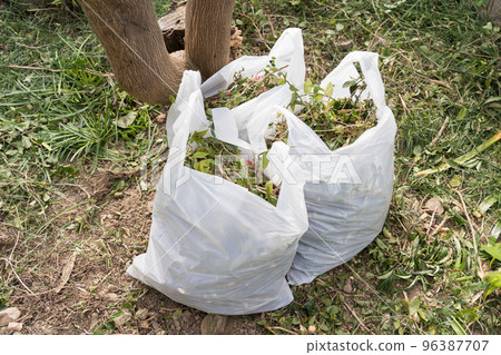 bagging of foliage bagging of foliage 96387707