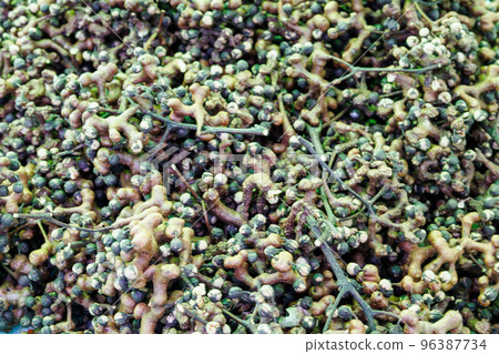 bee tree seed bee tree seed 96387734