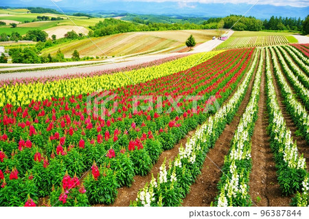 Shikisai Aya Hokkaido美瑛町山 Shikisai Aya Hokkaido美瑛町山 96387844