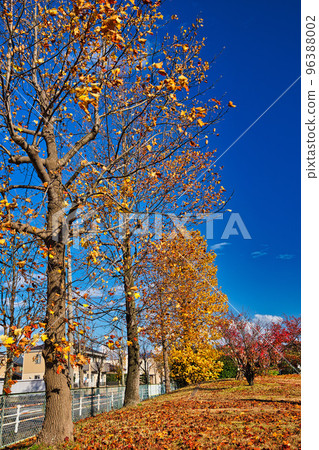 Autumn Leaves - Park 96388002