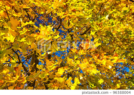 Autumn Leaves - Park Autumn Leaves - Park 96388004