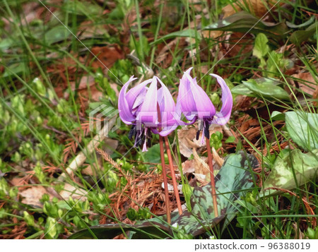 Pink dogtooth violet flower [spring wildflowers and medicinal herbs] 96388019