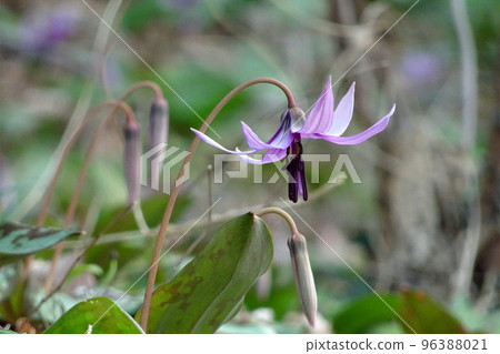 Downturned pale purple dogtooth violet flower [spring wildflowers and medicinal herbs] 96388021