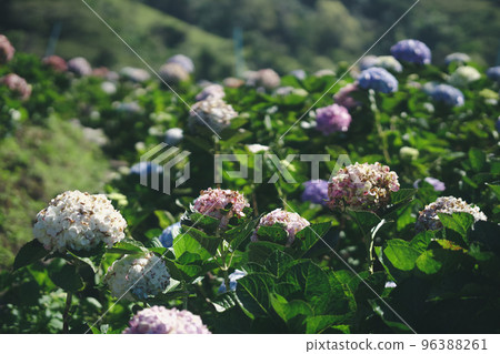 blooming hydrangea flower field garden blooming hydrangea flower field garden 96388261