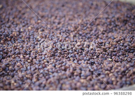 dried coffee bean seed shell drying after peeling dried coffee bean seed shell drying after peeling 96388298