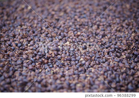 dried coffee bean seed shell drying after peeling dried coffee bean seed shell drying after peeling 96388299