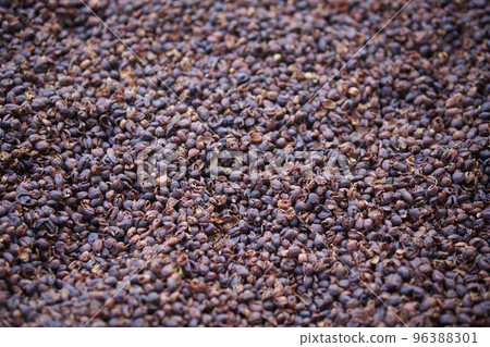 dried coffee bean seed shell drying after peeling dried coffee bean seed shell drying after peeling 96388301