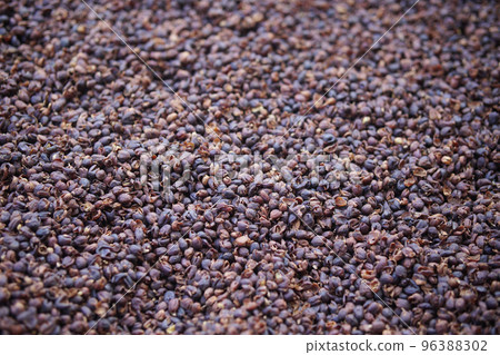 dried coffee bean seed shell drying after peeling dried coffee bean seed shell drying after peeling 96388302