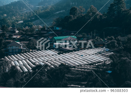 plastic roof in flower cultivation plantation farm plastic roof in flower cultivation plantation farm 96388303