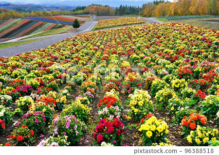 Hill of Shikisai Aya Hokkaido Biei-cho Hill of Shikisai Aya Hokkaido Biei-cho 96388518
