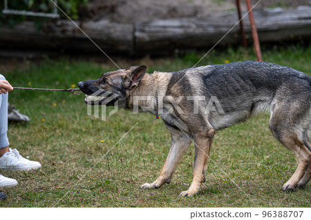 A young happy German Shepherd plays tug with a ball. Sable coloured working line breed A young happy German Shepherd plays tug with a ball. Sable coloured working line breed 96388707