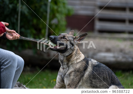 A young happy German Shepherd plays tug with a ball. Sable coloured working line breed A young happy German Shepherd plays tug with a ball. Sable coloured working line breed 96388722