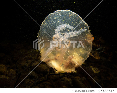 A close-up picture of a Moon jellyfish or Aurelia aurita with black seawater background 96388737