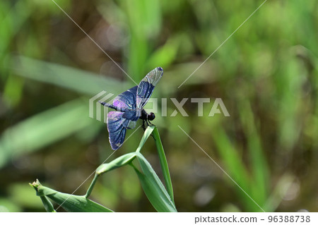 Butterfly dragonfly 96388738