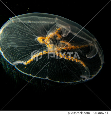 A close-up picture of a Moon jellyfish or Aurelia aurita with black seawater background 96388741