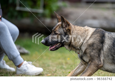 A profile picture of a young happy German Shepherd. Sable coloured working line breed 96388742