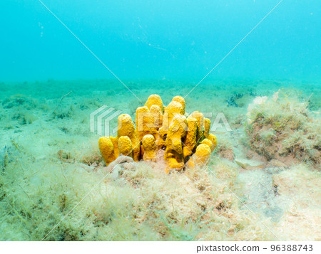 Yellow tube sponge, Aplysina aerophoba, with a light turquoise background. Picture from the Adriatic Sea, Croatia Yellow tube sponge, Aplysina aerophoba, with a light turquoise background. Picture from the Adriatic Sea, Croatia 96388743