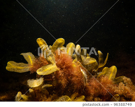Close up of bladder wrack, also known as bladder fucus, pop weed, cut weed. Black background Close up of bladder wrack, also known as bladder fucus, pop weed, cut weed. Black background 96388749