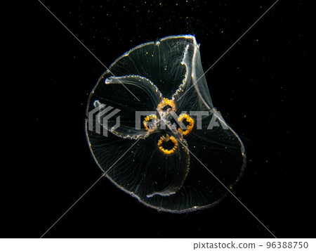 A close-up picture of a Moon jellyfish or Aurelia aurita with black seawater background 96388750