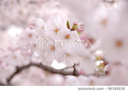 背光櫻花 背光櫻花 96388836